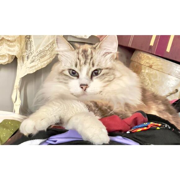 1950s Mode O’Day Pink Day Dress Pockets Lucite Rhinestone Buttons 33” Waist VNTG - Picture 16 of 16